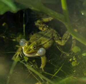 grenouille verte - photo Louis Deroche